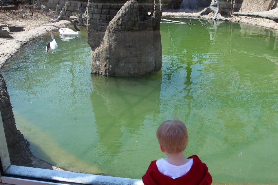 Ryan McDonald's album, Daddy and Caleb at the Zoo