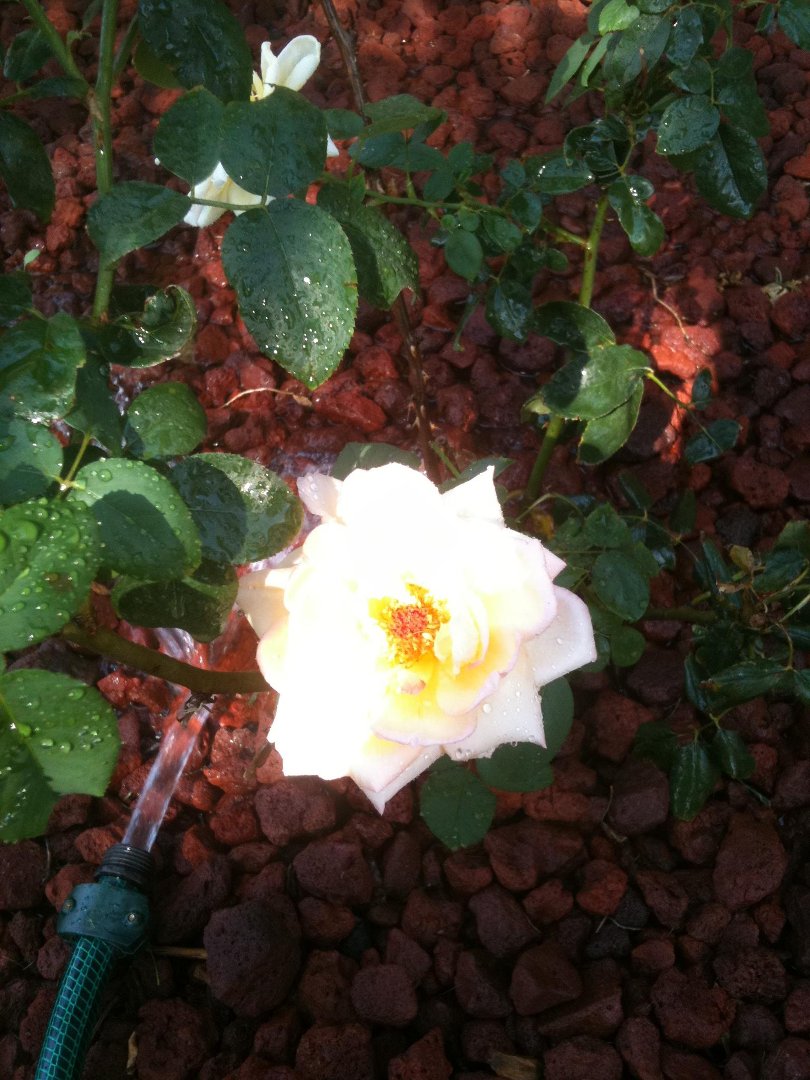 Mike Allison's album, Mobile Uploads