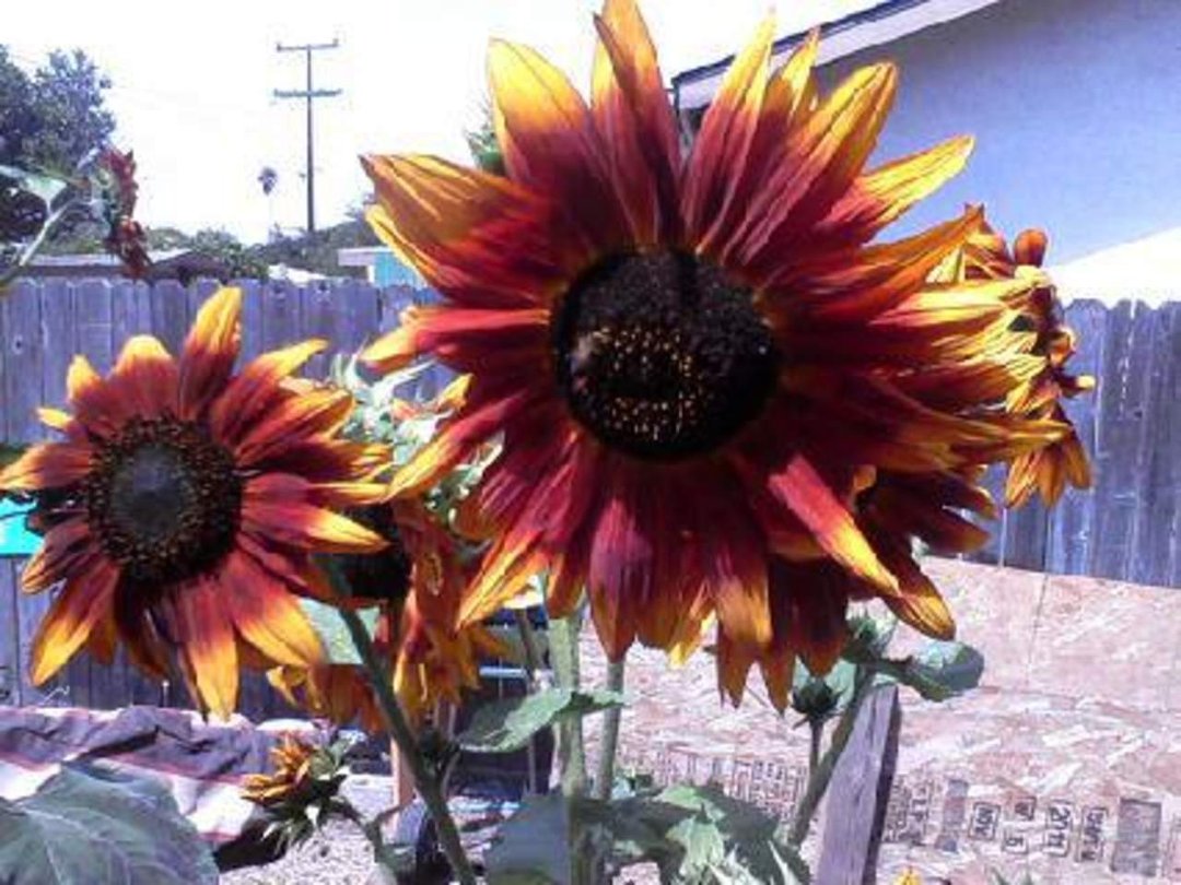 Annette DeHate's album, Mobile Uploads