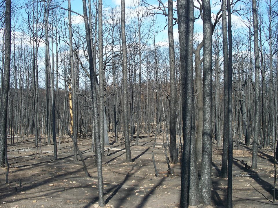 Al Brien's album, Bastrop Roadside Fire Damage