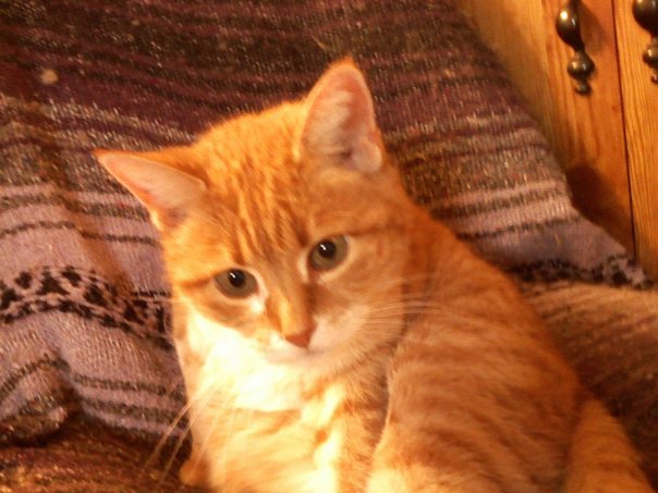 Lisa Johnson's album, my kitties