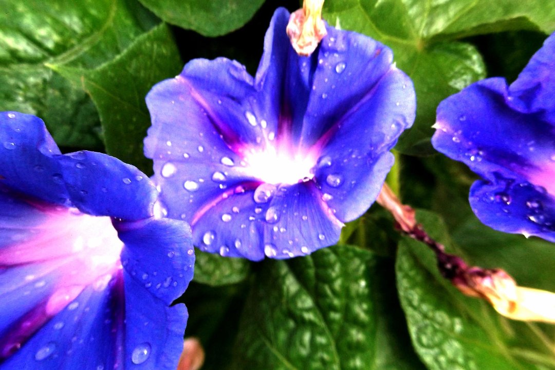 Joann Calbert's album, Cover Photos