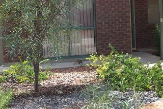 Randy Basham's album, Home in Alice Springs