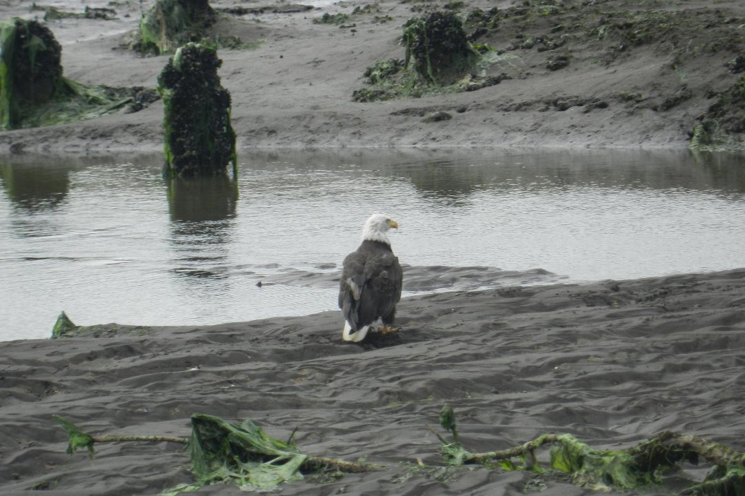 Vance McDill's album, Nisqually Wildlife Refuge