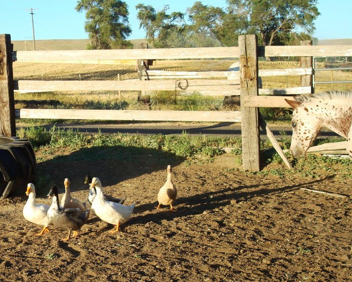 Cindi Herres' album, Life on the Farm