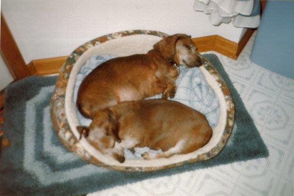 Jim Holmes' album, My Dogs