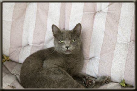 Marilyn Walker's album, My Pets