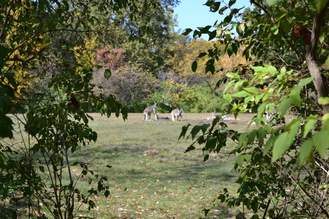 Chris Ames' album, Boys day at Zoo 2012