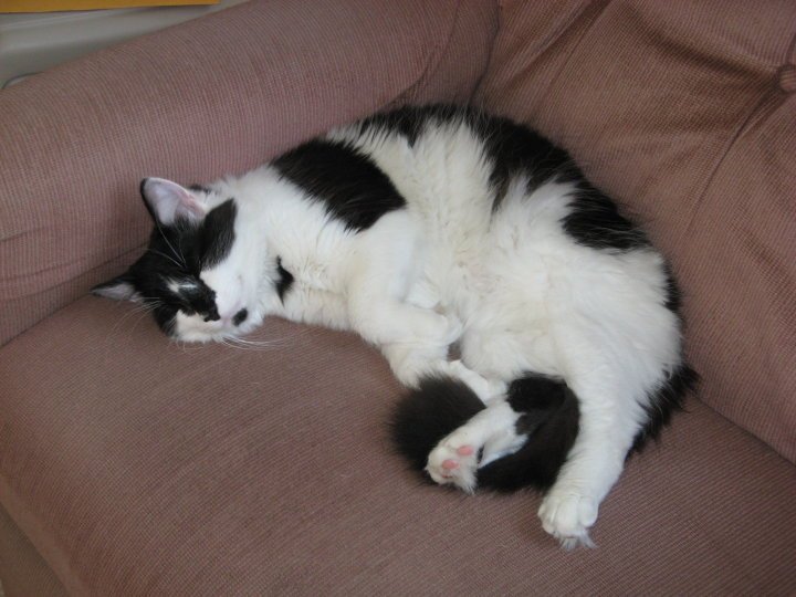 William Yost's album, fluff