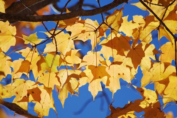 John Turner's album, 2010-10 Blue Ridge Pkwy