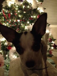 Holly Wright's album, Mobile Uploads