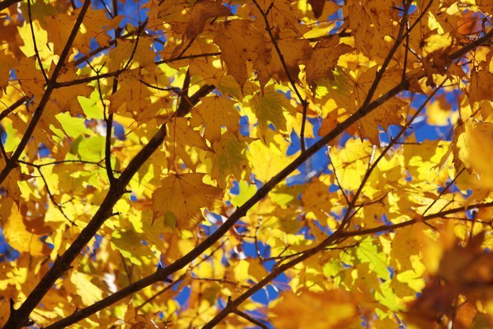 John Turner's album, 2010-10 Blue Ridge Pkwy