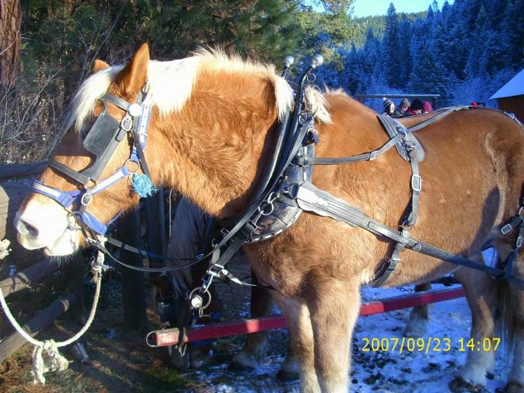lyn sheridan's album, Leavenworth December 2011