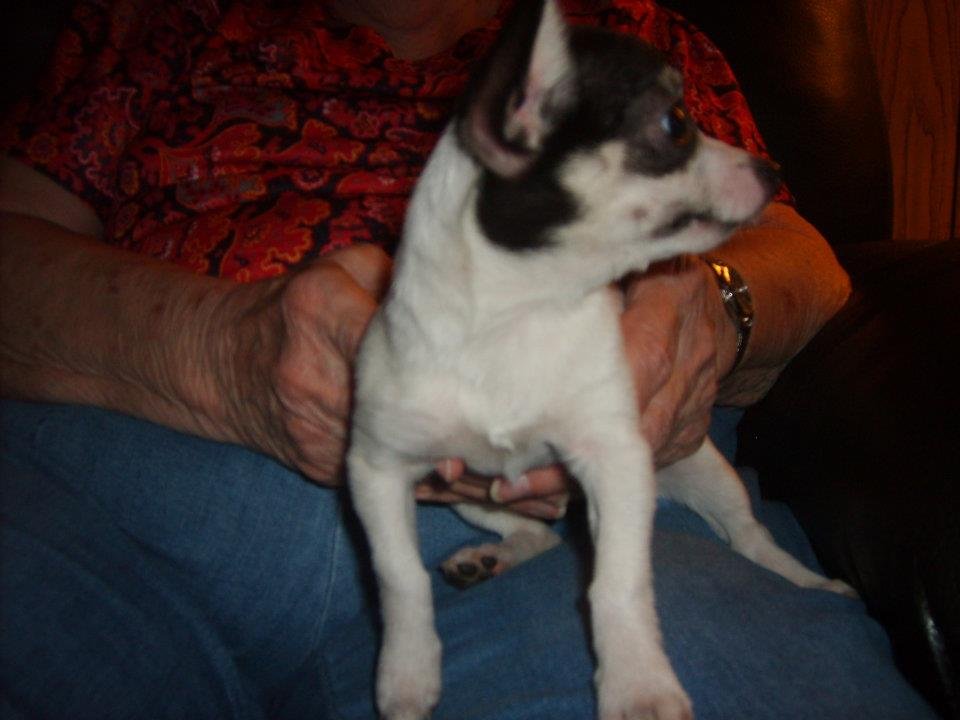 Ruby Pickens' album, Dog Pictures