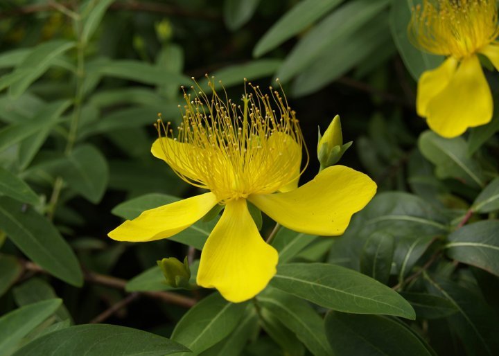 Robert Chapman's album, Spring Flowers