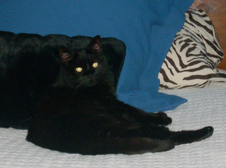 Sharon Price's album, Pets