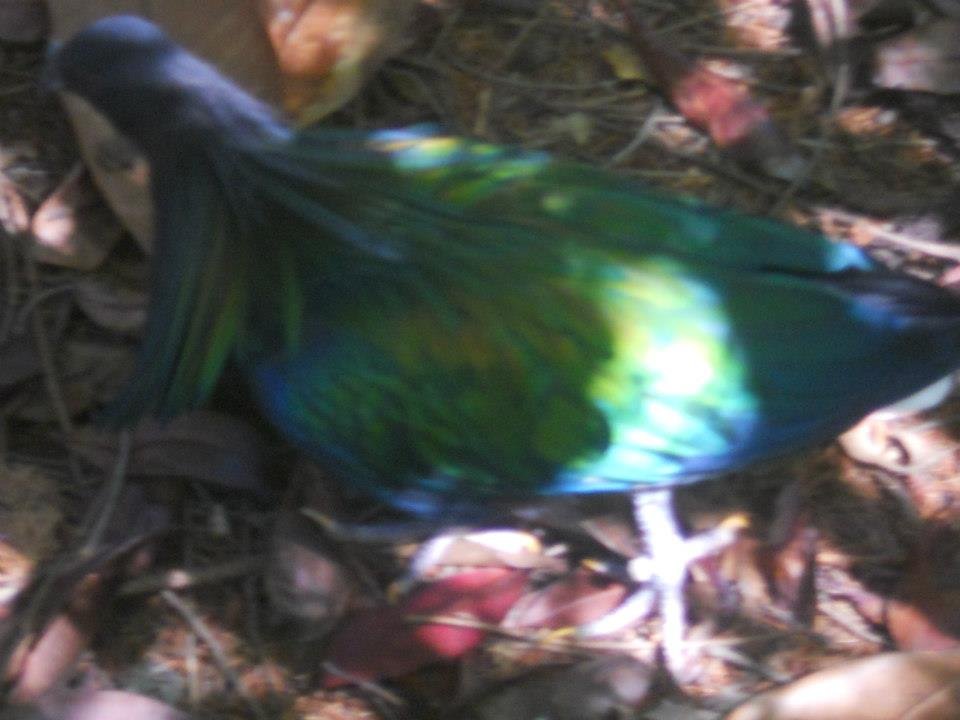 Therese Morehead's album, Untitled Album