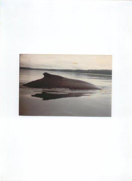Robert Thayer's album, Cover Photos