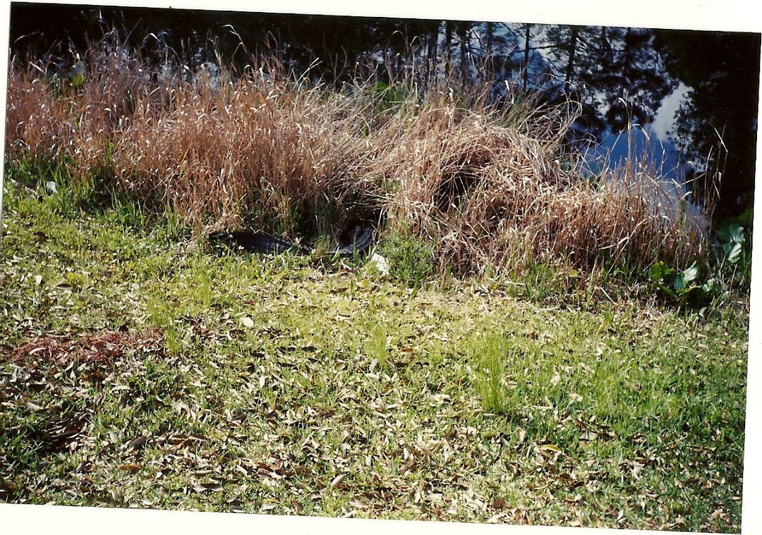 Karla Denney's album, Okefenokee Swamp 2000
