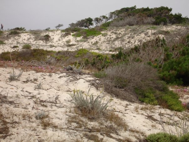 Debbie Clark's album, Asilomar 2009