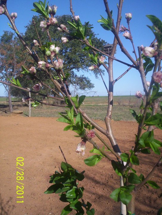 Sandy Shodeen's album, Garden Party for 2011 (Feb-Mar)