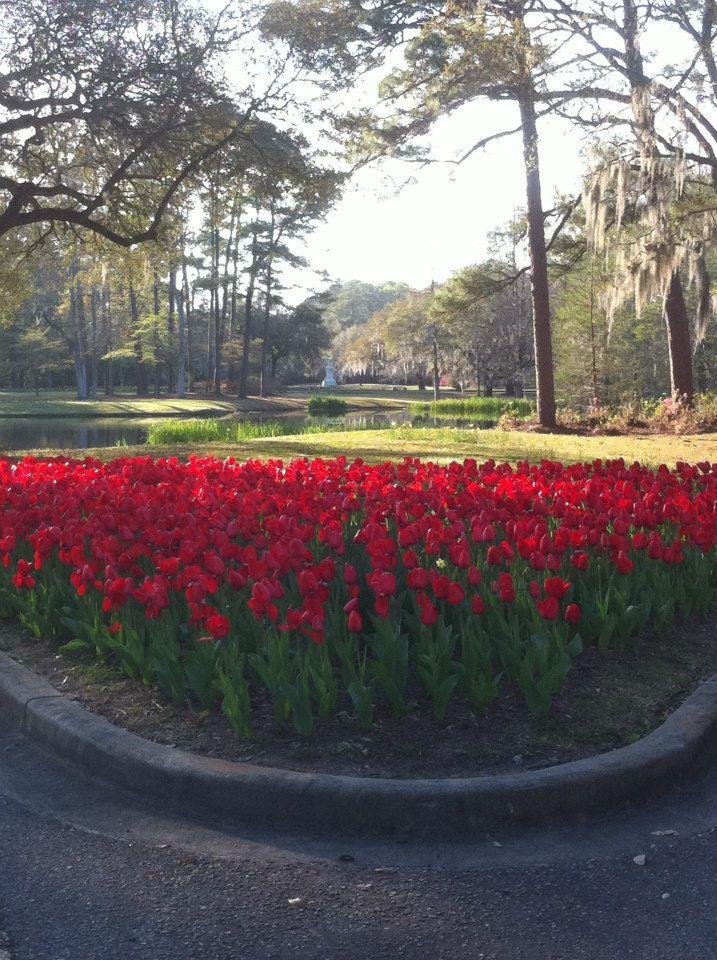 Susan Mowry's album, Cover Photos