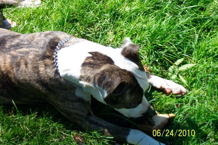 William Hartz's album, My Pets