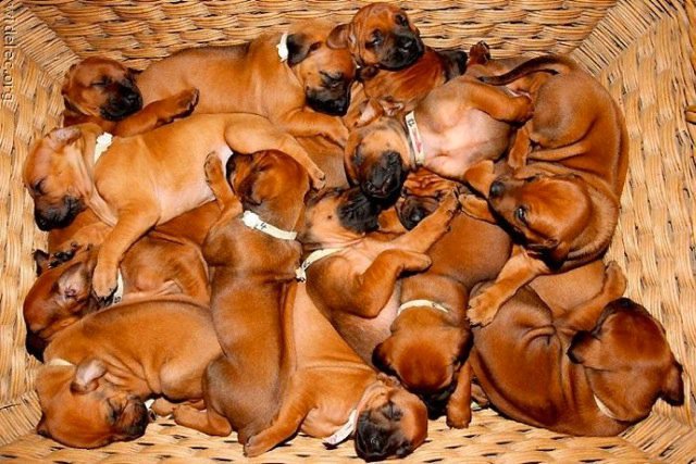 Michael Clarke's album, cutest puppies ever