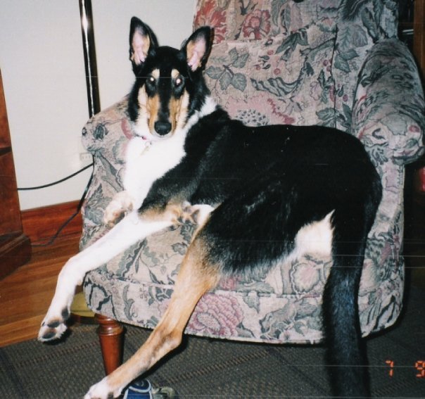 Harriet McCarthy's album, Critters