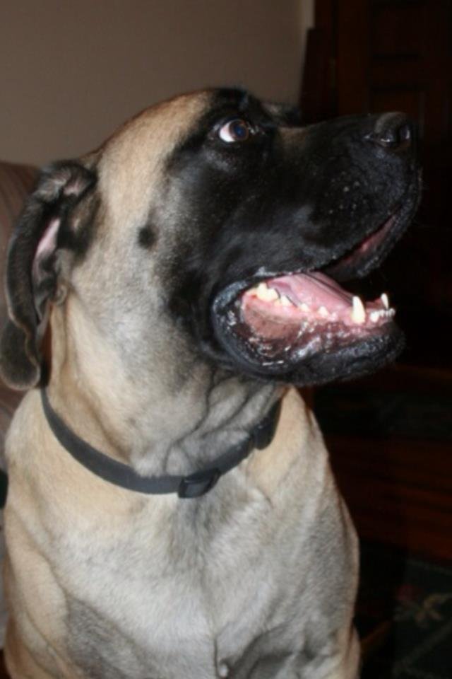 April Stidham's album, Draco-The other part of the family!