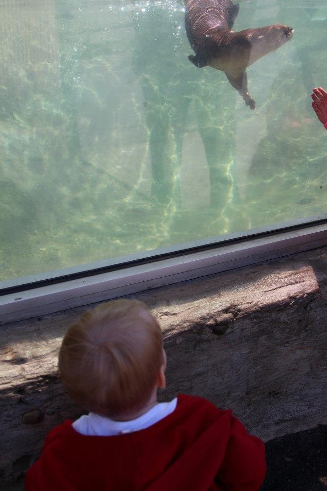 Ryan McDonald's album, Daddy and Caleb at the Zoo
