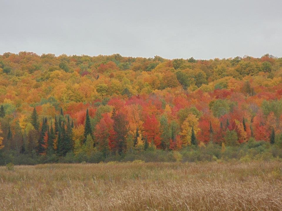 Stephen Aldrich's album, Fall in da yoopie