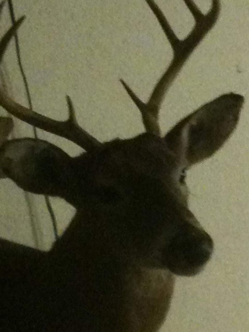 Dean Stepp's album, Mobile Uploads