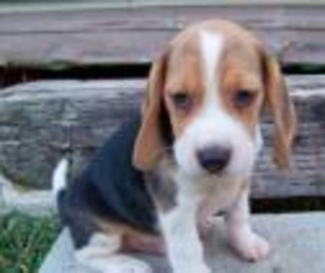 Anthony Cucinotta's album, Timeline Photos