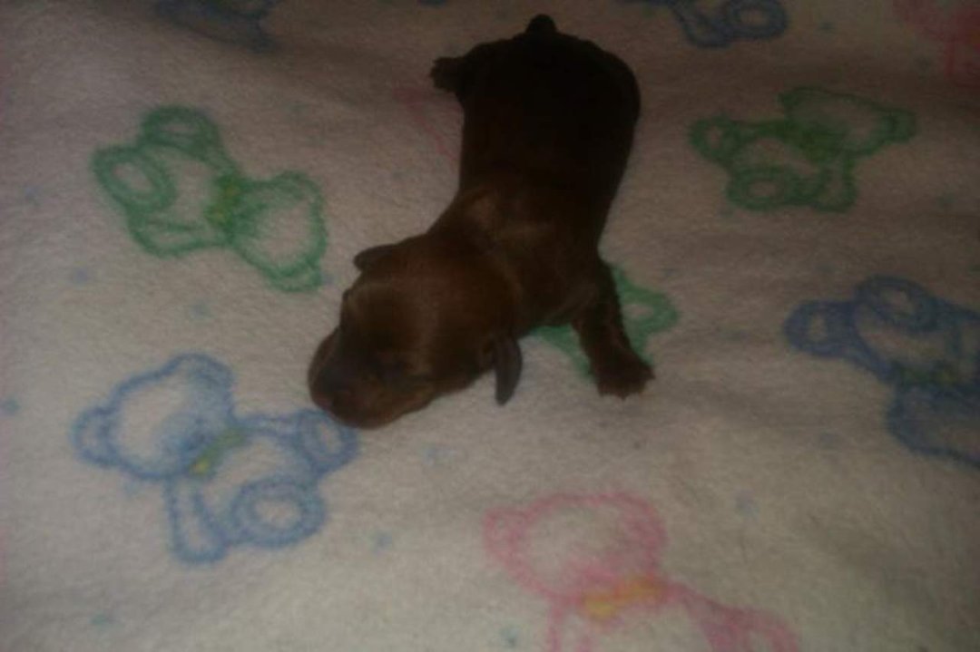 Trisha Self's album, Mini Dachshund puppies
