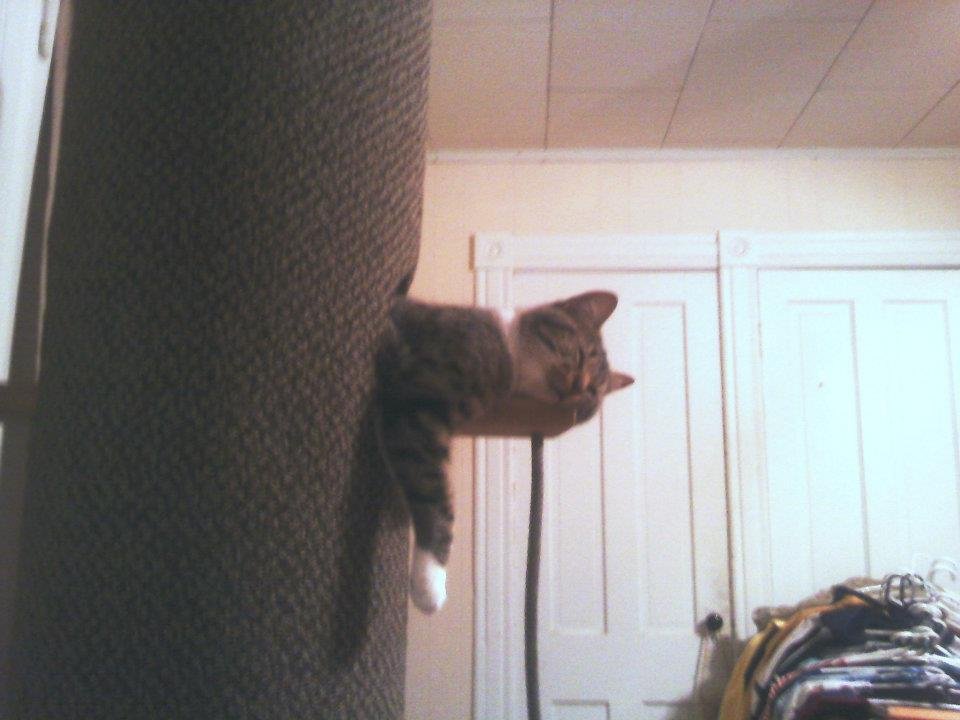 Wayne Jochims' album, My Cat