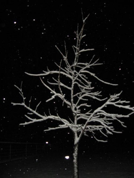 Jane Adams' album, Snowy Day 1-11-10