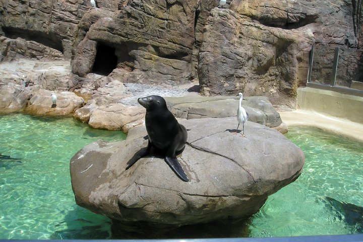 Jean Pizzola's album, Seaworld and Arizona