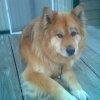 Robert Ginsburg's album, Mobile Uploads