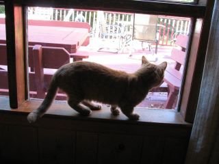 Maribeth Bach's album, Oliver