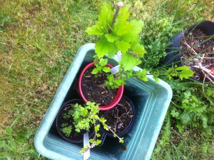 Debbie Bloodworth's album, iOS Photos