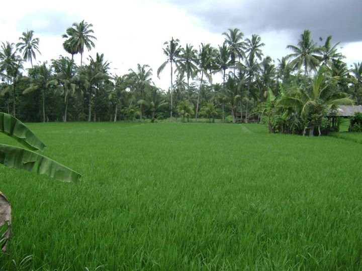 Eric Dougherty's album, bali