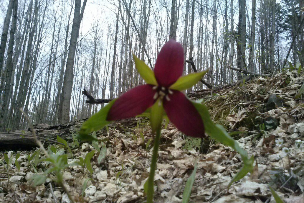 David Wechsler's album, Mobile Uploads
