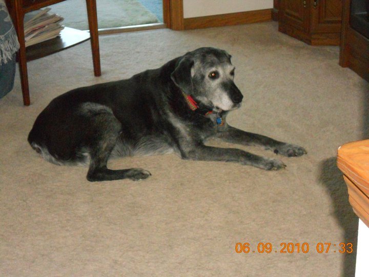Diane Littrel's album, March 17, 2011