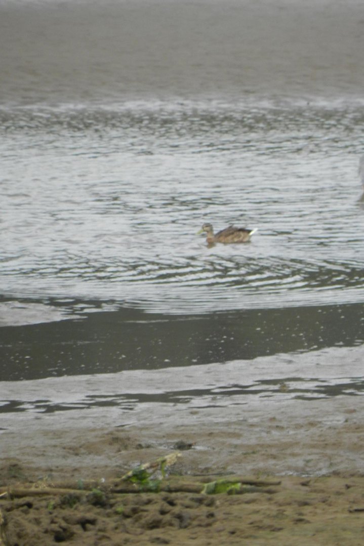 Vance McDill's album, Nisqually Wildlife Refuge