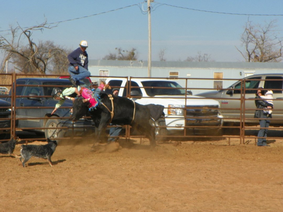 Harry Jacobs' album, bullriding pic