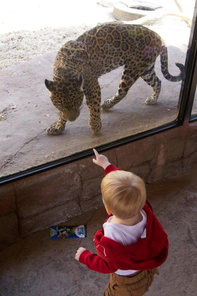 Ryan McDonald's album, Daddy and Caleb at the Zoo