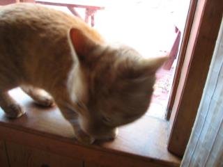 Maribeth Bach's album, Oliver