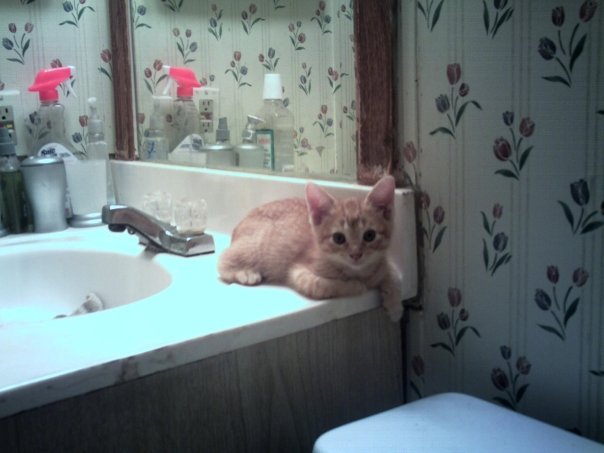 Peter Faber's album, 5 new kittens