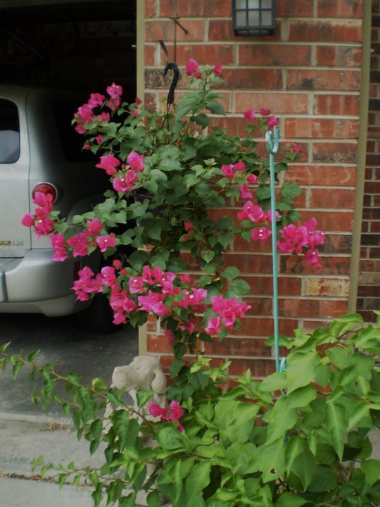 Harold Snoderley's album, bougainvillea